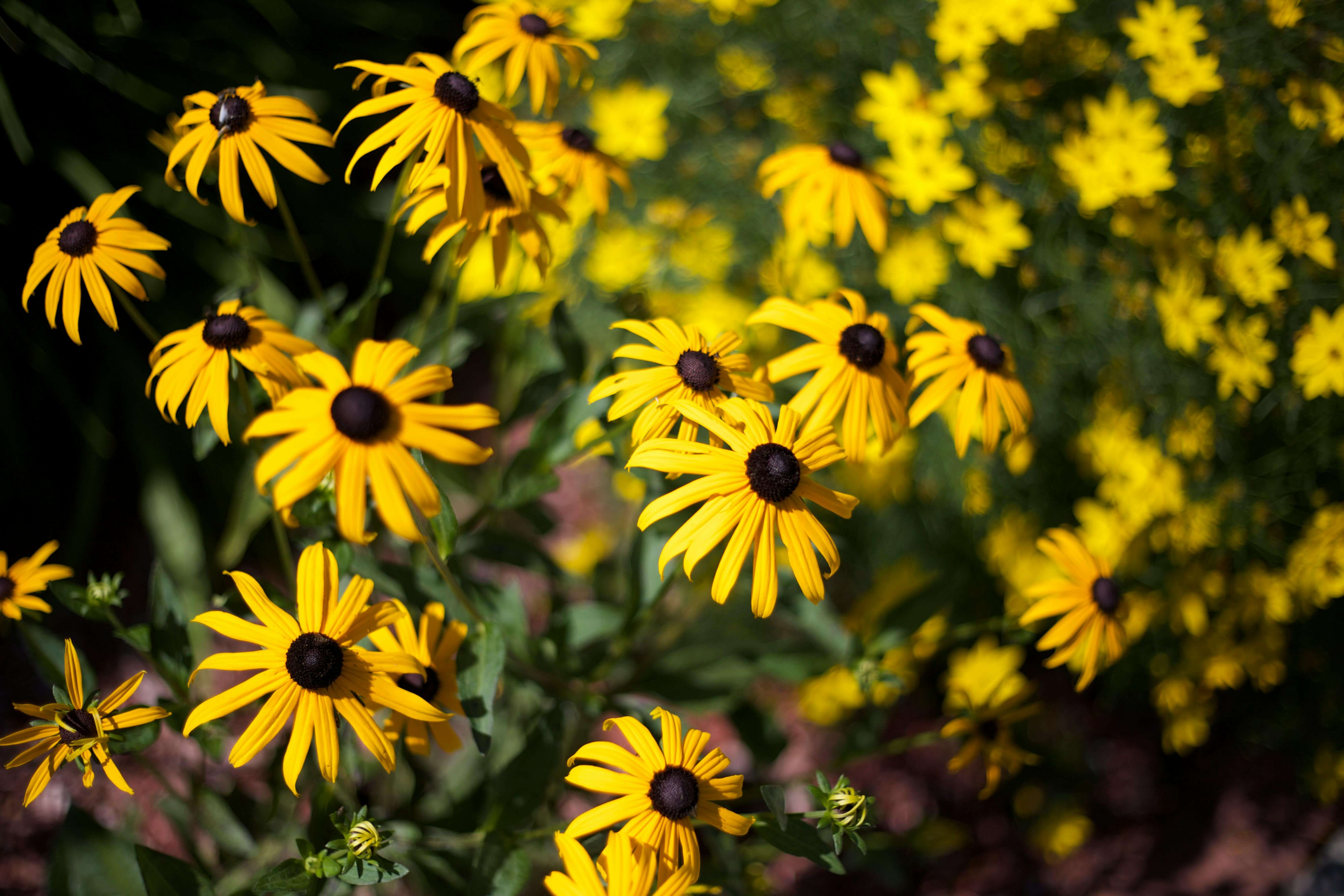 black eyed susans growing in the north central region of the United States