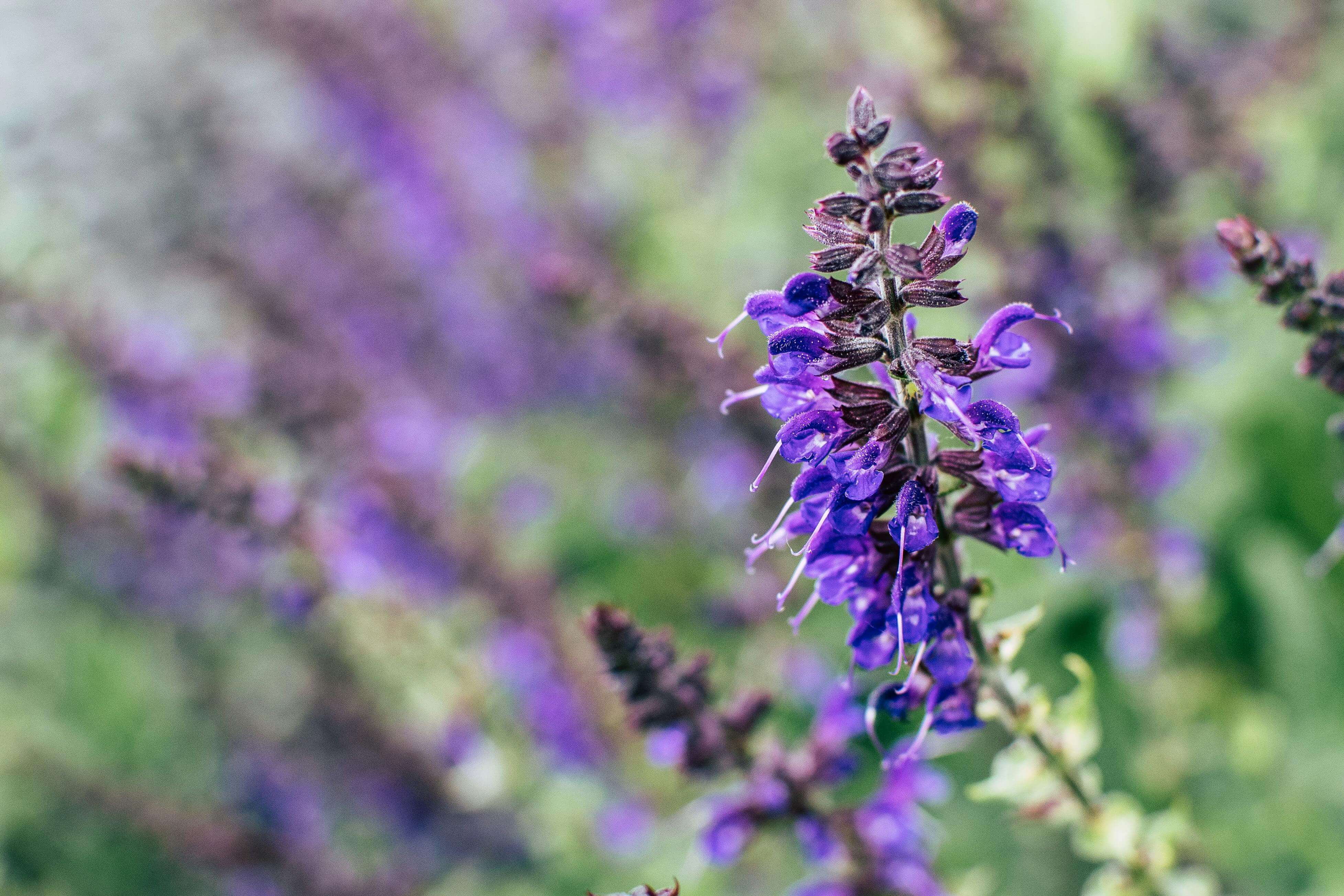 salvia growing in the northwest region of the United States