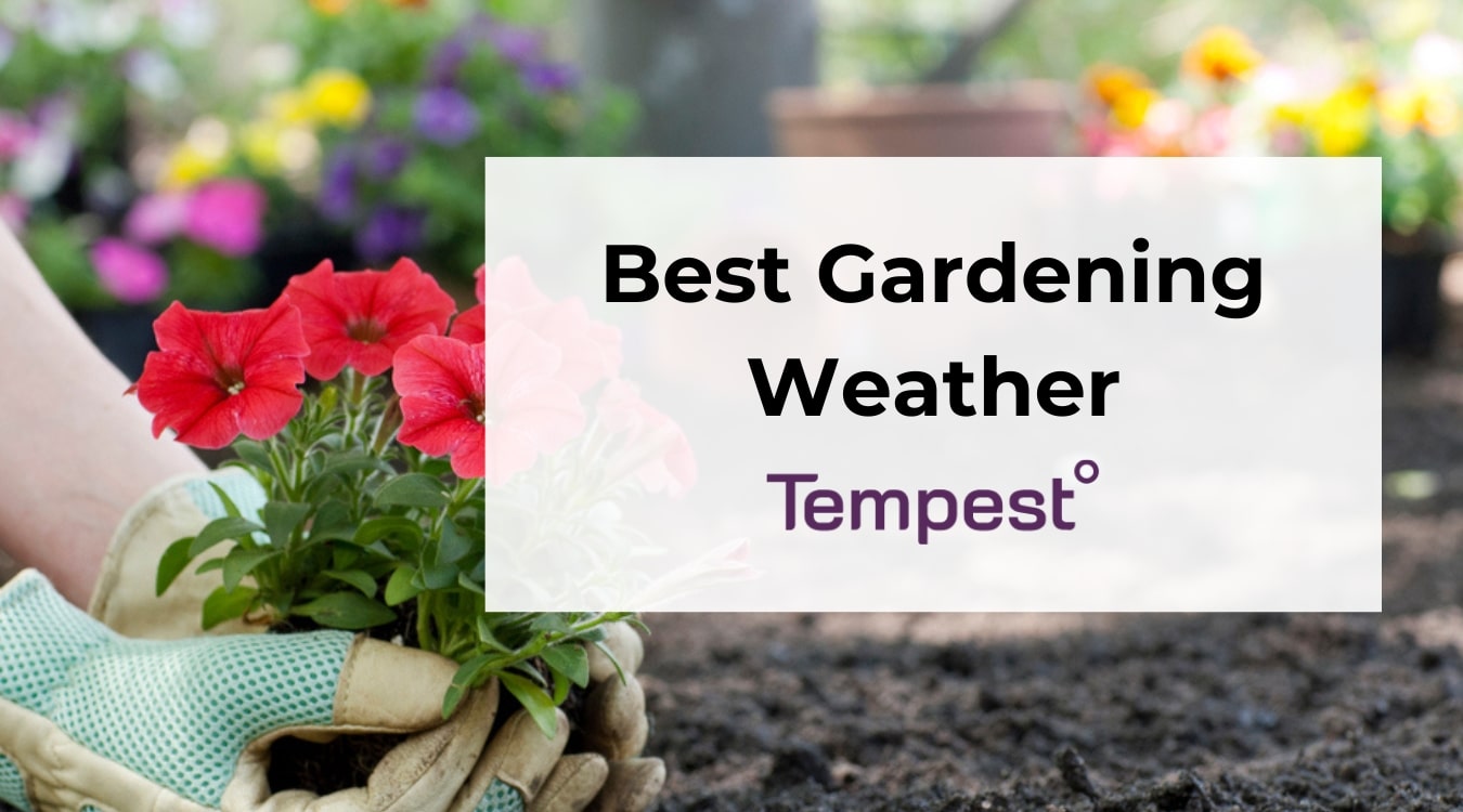 a gardener planting flowers in sunny weather